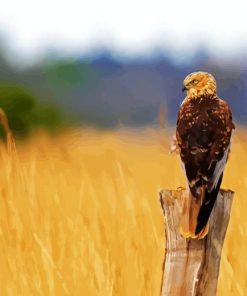 Marsh Harrier Bird Diamond Painting