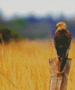 Marsh Harrier Bird Diamond Painting