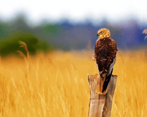 Marsh Harrier Bird Diamond Painting