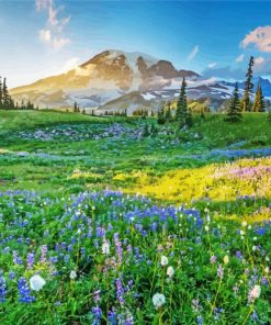 Meadow with flowers and snowy mountain Diamond Paints