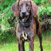 Plott Hound dog Diamond Dotz