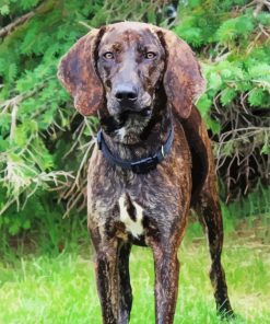 Plott Hound dog Diamond Dotz