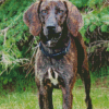 Plott Hound dog Diamond Dotz