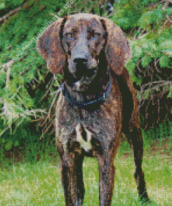 Plott Hound dog Diamond Dotz