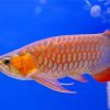 Red Asian Arowana Diamond Painting