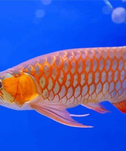 Red Asian Arowana Diamond Painting