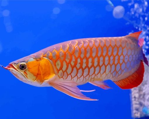 Red Asian Arowana Diamond Painting