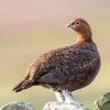 Red Grouse Diamond Painting