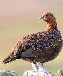 Red Grouse Diamond Painting