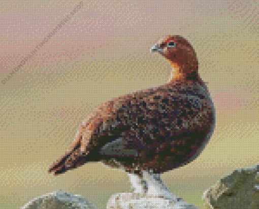 Red Grouse Diamond Painting