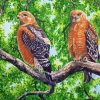 Red Shouldered Hawk Birds Diamond Painting