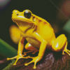 The Golden Poison Dart Frog Diamond Painting