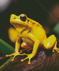 The Golden Poison Dart Frog Diamond Painting