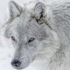 White and grey wolf Diamond Paints