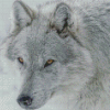 White and grey wolf Diamond Paints