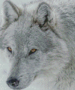 White and grey wolf Diamond Paints