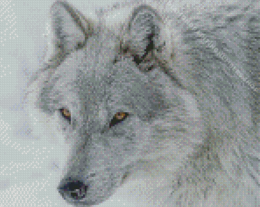 White and grey wolf Diamond Paints