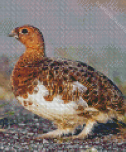 Willow Ptarmigan Diamond Painting