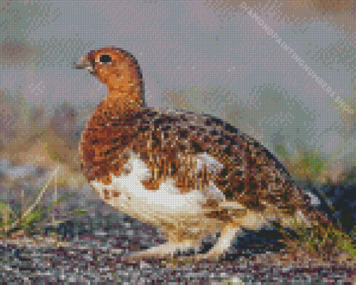 Willow Ptarmigan Diamond Painting