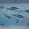 Zebrafish Diamond Painting