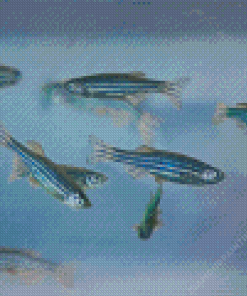 Zebrafish Diamond Painting