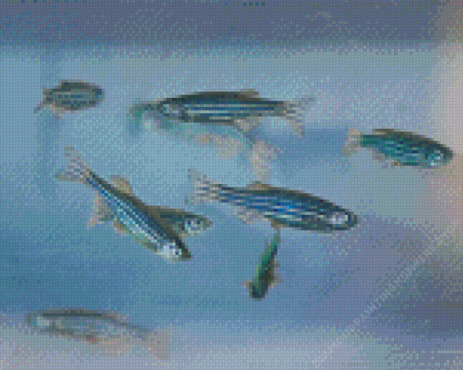 Zebrafish Diamond Painting