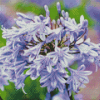 Agapanthus Diamond Painting