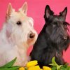 black and white scottish terrier dogs Diamond Dotz