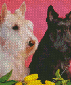 black and white scottish terrier dogs Diamond Dotz