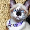 cute Siamese oriental cat Diamond Dotz