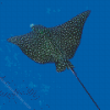 Manta Rays Diamond Painting