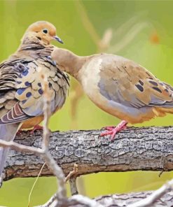 mourning dove couple Diamond Paintings