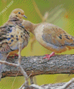 mourning dove couple Diamond Paintings