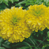 Tagetes Erecta Diamond Painting