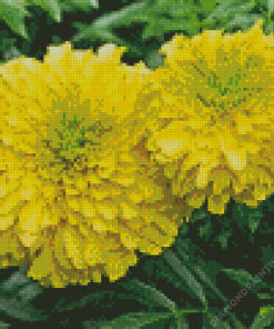 Tagetes Erecta Diamond Painting