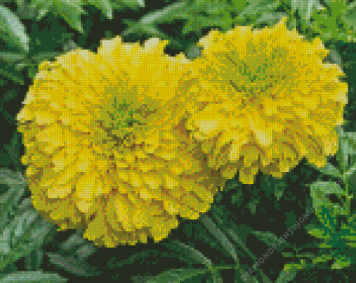 Tagetes Erecta Diamond Painting