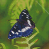 White Admiral Diamond Painting