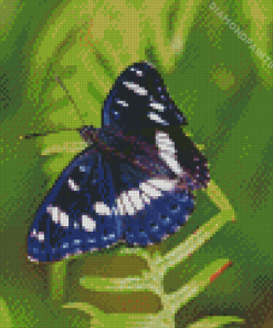 White Admiral Diamond Painting