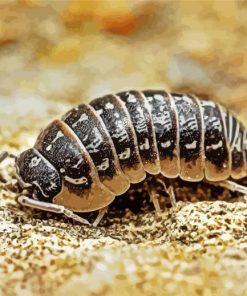 Black Isopod Diamond By Numbers