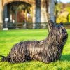 Black Skye Terrier Dog Diamond Paints