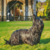 Black Skye Terrier Dog Diamond Paints