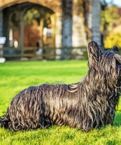 Black Skye Terrier Dog Diamond Paints