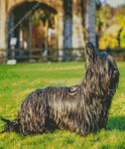 Black Skye Terrier Dog Diamond Paints