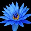 Blue water lily flower Diamond By Numbers