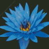 Blue water lily flower Diamond By Numbers