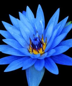 Blue water lily flower Diamond By Numbers