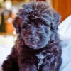 Bouvier des Flandres Puppy Diamond Paints