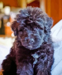 Bouvier des Flandres Puppy Diamond Paints