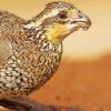 Close up bobwhite quail Diamond Paintings