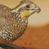 Close up bobwhite quail Diamond Paintings